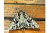 Apamea monoglypha